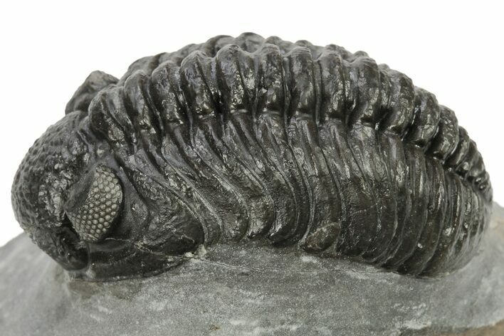 Phacopid (Adrisiops) Trilobite - Jbel Oudriss, Morocco #222407